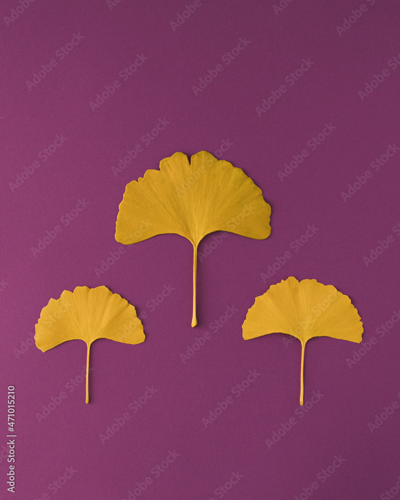 Obraz premium Gingko biloba leaves on violet background. Creative healthy, minimal, natural concept. Flat lay.