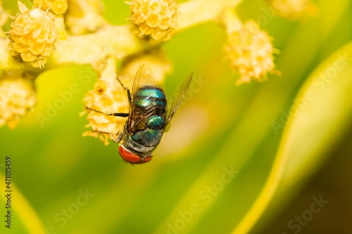 Metallic blue fly (Calliphora vomitoria), taking nectar from the yellow flower with green background.
