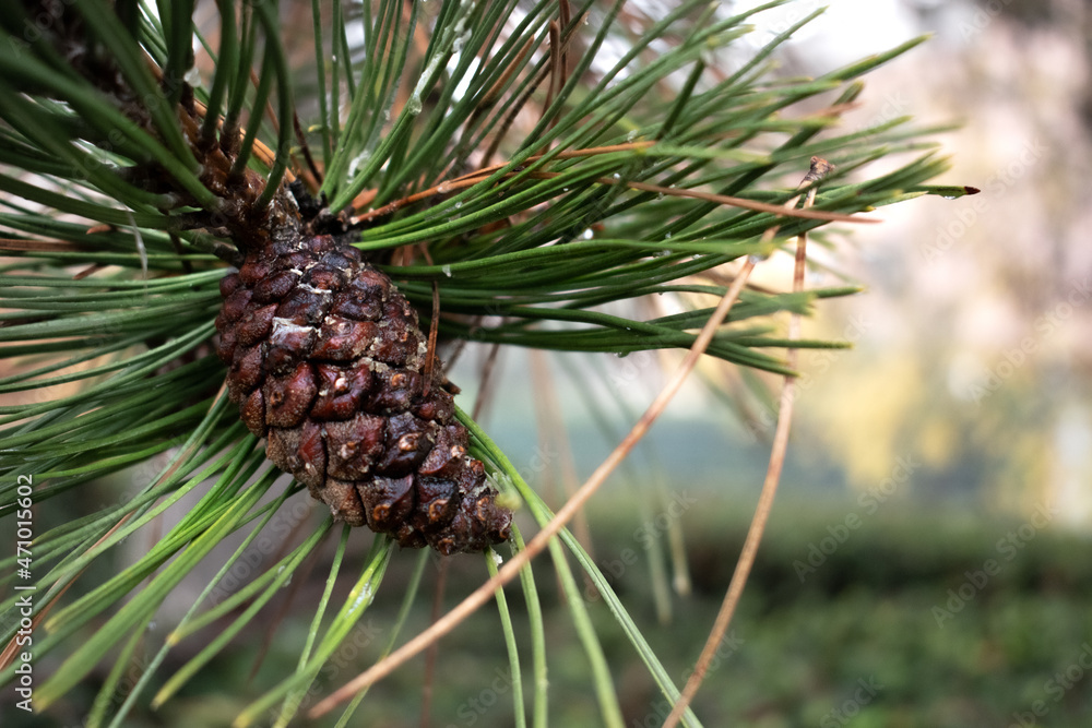 green pine tree with cones