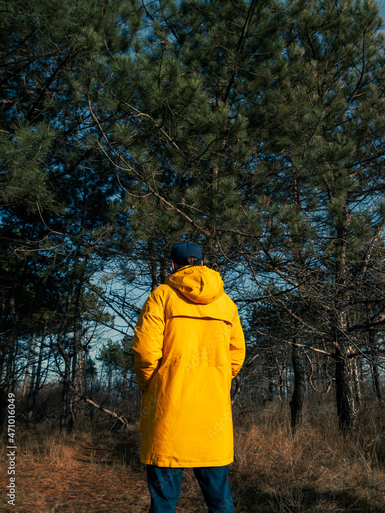 Traveler man in yellow coat walking in fall pine forest sunny weather back view faceless. Authentic male tourist lifestyle. Hipster guy outdoor Solo travel adventure concept Active walking backpacking Traveler man in yellow coat walking in fall pine forest sunny weather back view faceless. Authentic male tourist lifestyle. Hipster guy outdoor Solo travel adventure concept Active walking backpacking