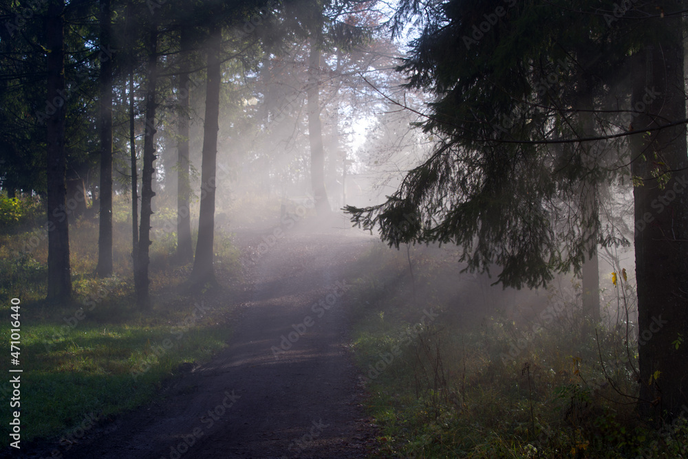 Obraz premium Beautiful god rays at forest of local mountain Uetliberg on a sunny and foggy autumn morning. Photo taken November 19th, 2021, Zurich, Switzerland.