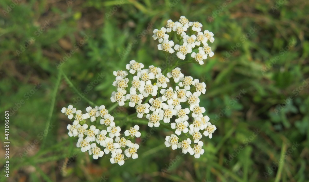 White yarrow flowers in the meadow on natural green background, closeup White yarrow flowers in the meadow on natural green background, closeup