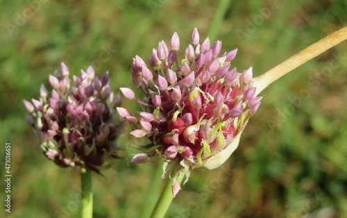 фотографія Wild herbaceous garlic flowers in the garden, closeup