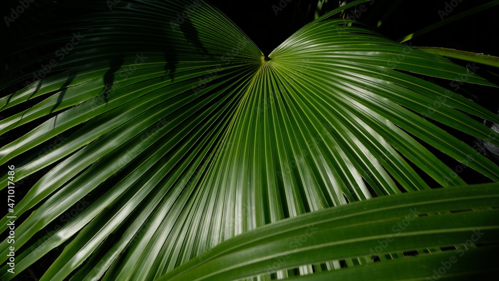 Fototapeta premium palm tree leaves flower pattern pictures plant pattern photos Gallery national Geographic