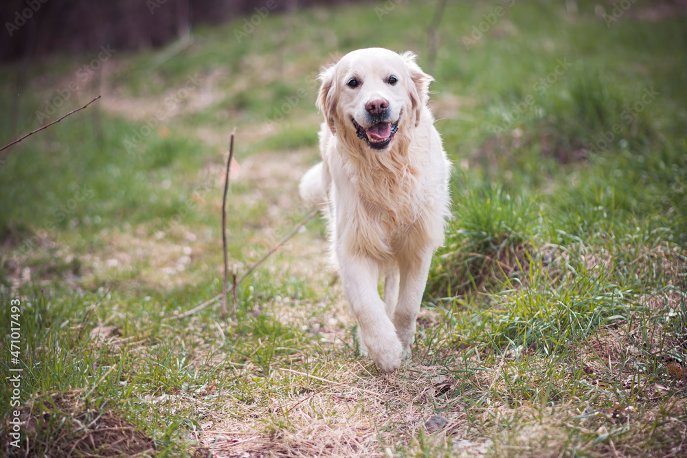 Golden Retriever outdoor portrait. Adorable beige dog walking in a green meadow in spring, Poland. Friendly smile and clever eyes. Selective focus on the pet, blurred background.