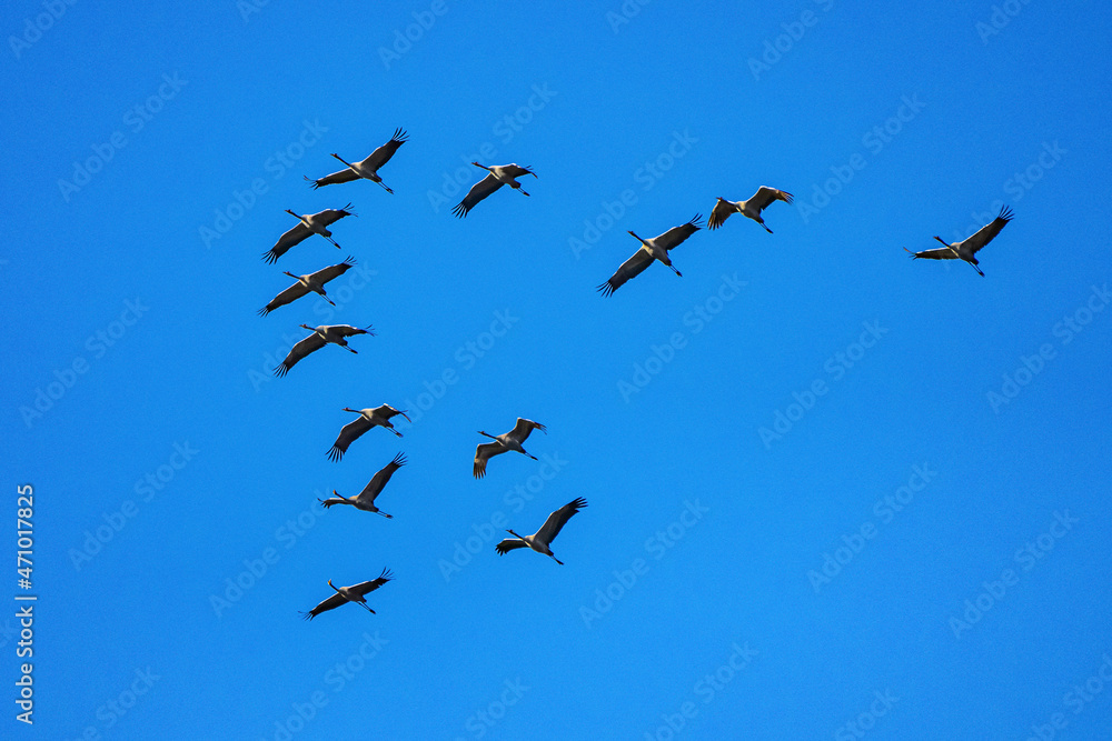 Fototapeta premium Common crane, Grus grus in Monfrague National Park. Extremadura, Spain