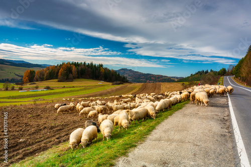 Fototapeta Naklejka Na Ścianę i Meble -  Beautiful landscape of Podhale with a herd of sheep near the Tatra Mountains. Poland