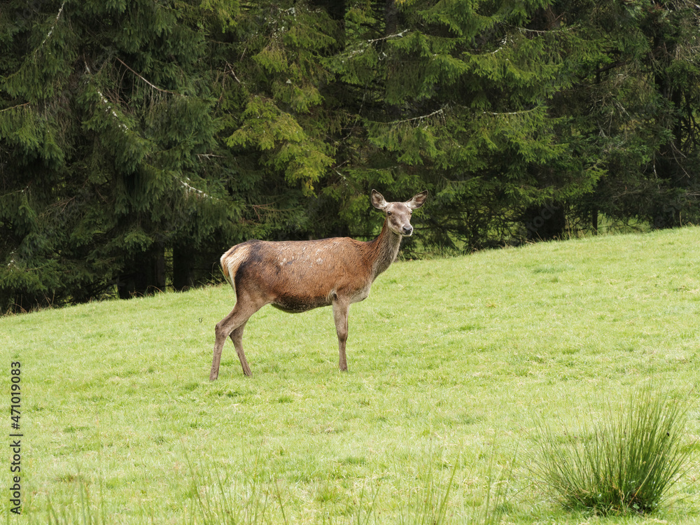(Cervus elaphus) Jeune cerf élaphe au milieu d'une clairière d'herbe verte en forêt-Noire en Allemagne (Cervus elaphus) Jeune cerf élaphe au milieu d'une clairière d'herbe verte en forêt-Noire en Allemagne