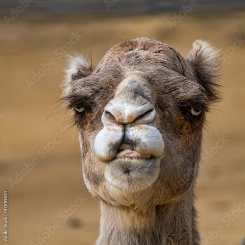 Dromedary  Camelus dromedarius in Jerez de la Frontera  Andalusia  Spain