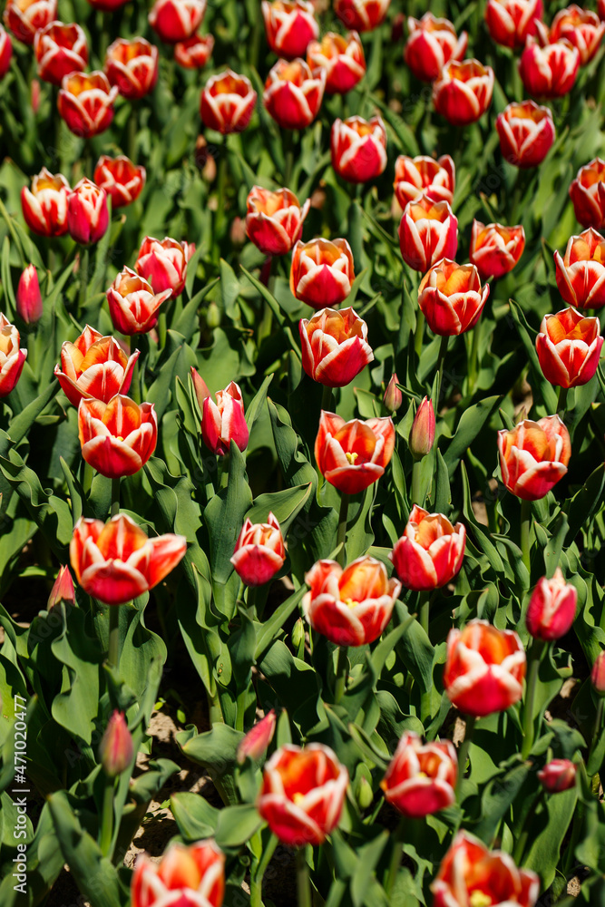 Spring floral background. The symbol of the Netherlands. tulips in the garden. Magical spring landscape with a flower. Amazing tulip field in Holland. tulips in spring. Spring floral background. The symbol of the Netherlands. tulips in the garden. Magical spring landscape with a flower. Amazing tulip field in Holland. tulips in spring.