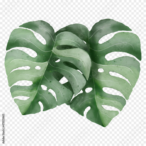 Green monstera leaf transparency background