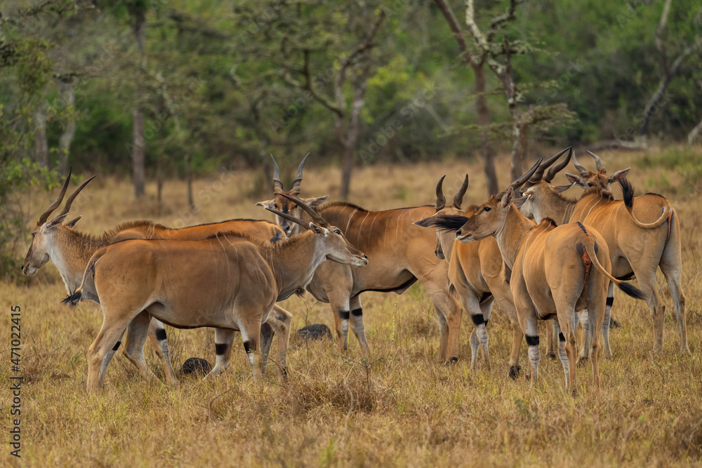 Common Eland - Taurotragus oryx, large rare antelope from African bushes and savannah, Lake Mburo National Park, Uganda.