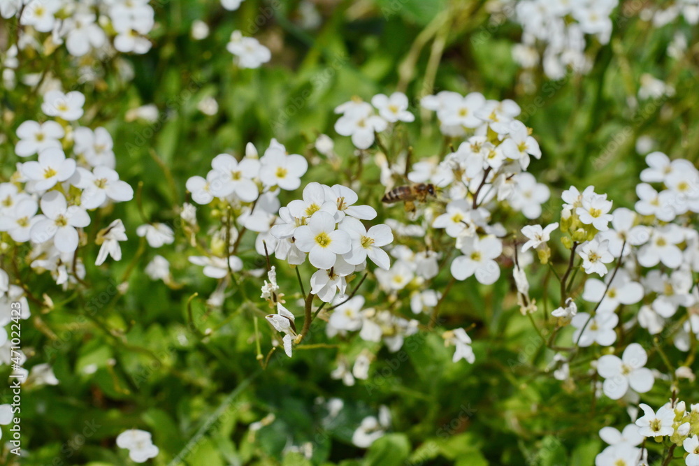 Petite snow white flowers of Lobularia maritima Alyssum maritimum, sweet alyssum or sweet alison, alyssum genus Alyssum is a species of low-growing flowering plant in the family Brassicaceae. Petite snow white flowers of Lobularia maritima Alyssum maritimum, sweet alyssum or sweet alison, alyssum genus Alyssum is a species of low-growing flowering plant in the family Brassicaceae.
