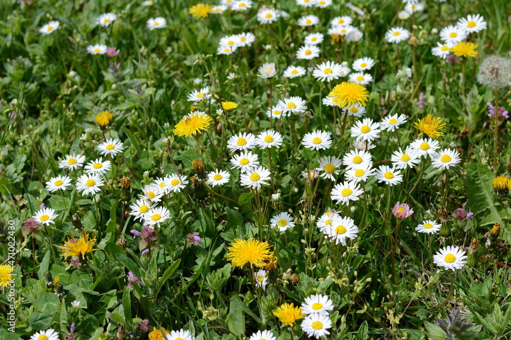 Field of daisy and dandelion flowers in sunny day. Summer flower close up. Selective focus.