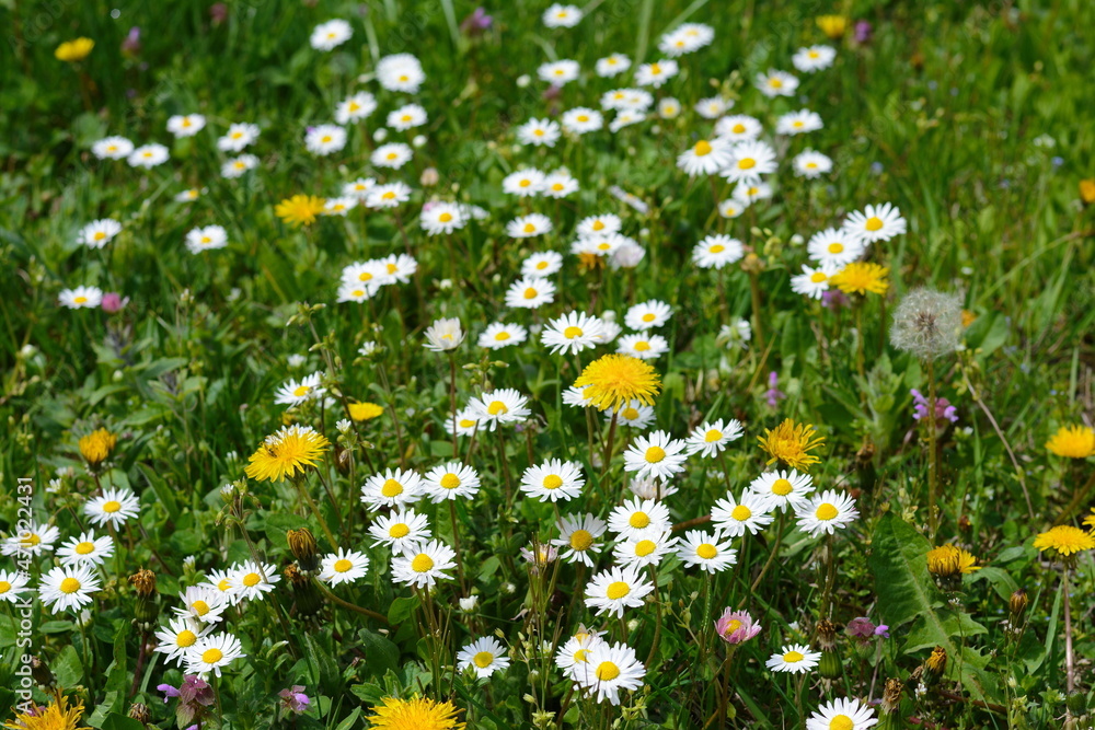 Field of daisy and dandelion flowers in sunny day. Summer flower close up. Selective focus. Field of daisy and dandelion flowers in sunny day. Summer flower close up. Selective focus.