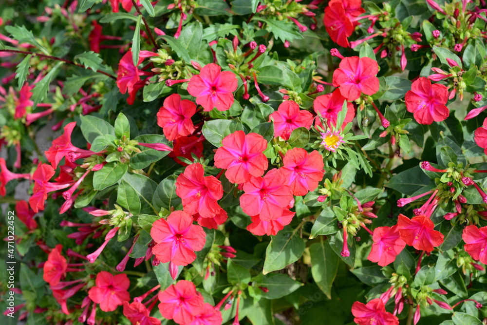 Red Mirabilis Jalapa flower, also known as Marvel of Peru or Four O'Clock Flower with blurry green leaves background