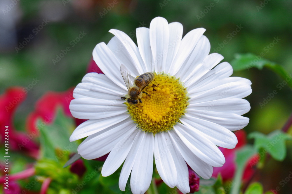 Fototapeta premium Zinnia elegant flowers. beautiful flower in garden background.