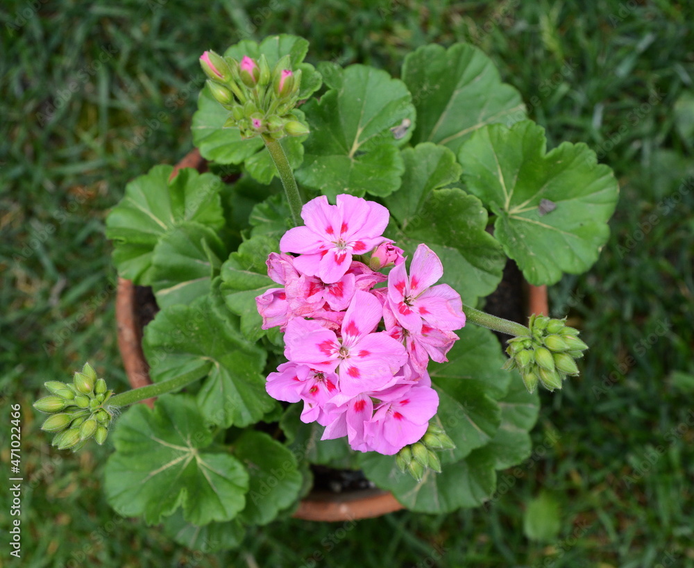Fototapeta premium Geranium Pelargonium Flowers in the garden.