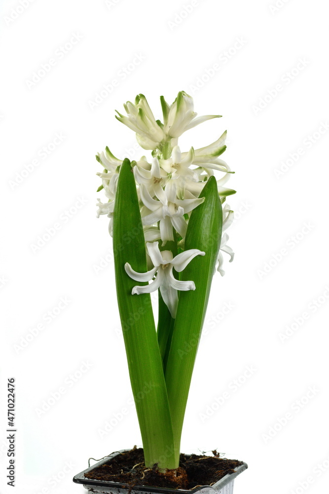White Hyacinth flower bouquet, Hyacinthus orientalis isolated on white background