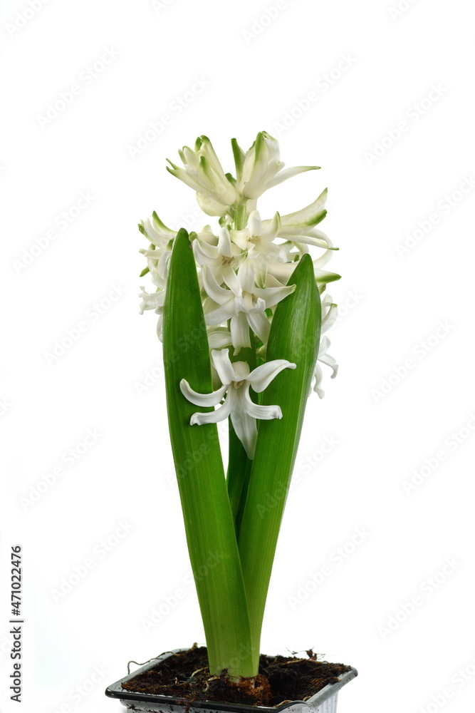 Obraz premium White Hyacinth flower bouquet, Hyacinthus orientalis isolated on white background