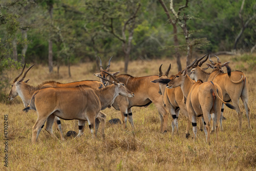 Common Eland - Taurotragus oryx  large rare antelope from African bushes and savannah  Lake Mburo National Park  Uganda.