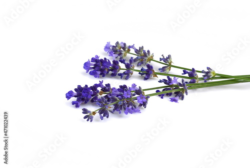 Fototapeta Naklejka Na Ścianę i Meble -  Lavender flowers in closeup. Bunch of lavender flowers isolated over white background.