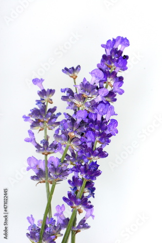 Lavender flowers in closeup. Bunch of lavender flowers isolated over white background.