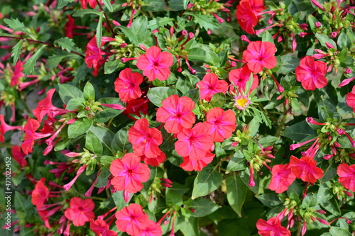 Red Mirabilis Jalapa flower  also known as Marvel of Peru or Four O Clock Flower with blurry green leaves background