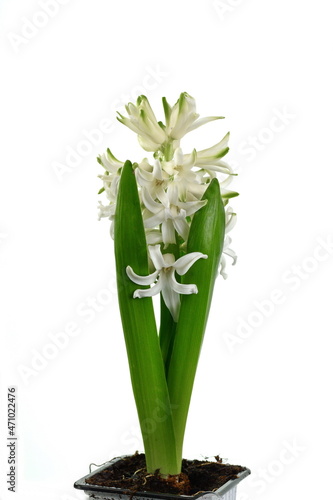 White Hyacinth flower bouquet  Hyacinthus orientalis isolated on white background