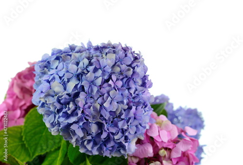 Beautiful flower of hydrangea isolated on a white background © Sanja