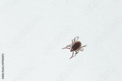 Closeup of a tick on a white sheet of paper.