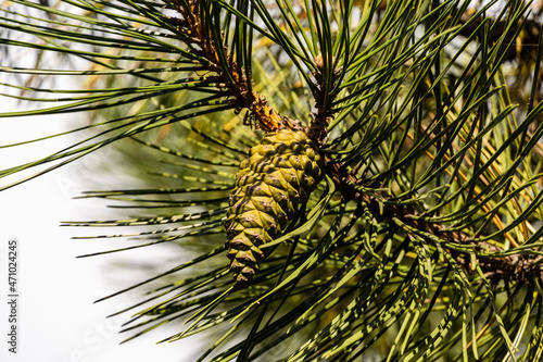 Fototapeta Naklejka Na Ścianę i Meble -  Young green cones on branches of Austrian pine Pinus 