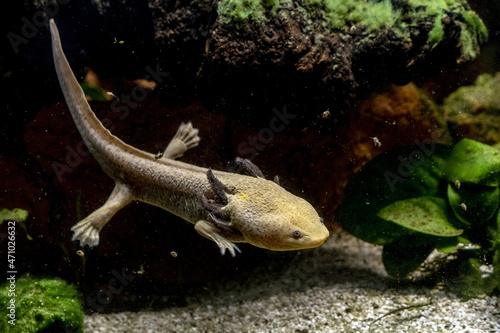 Axolotl amphibian aquatic animal underwater