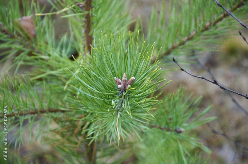 spruce branch close-up needles green, natural nature spruce branch close-up needles green, natural nature
