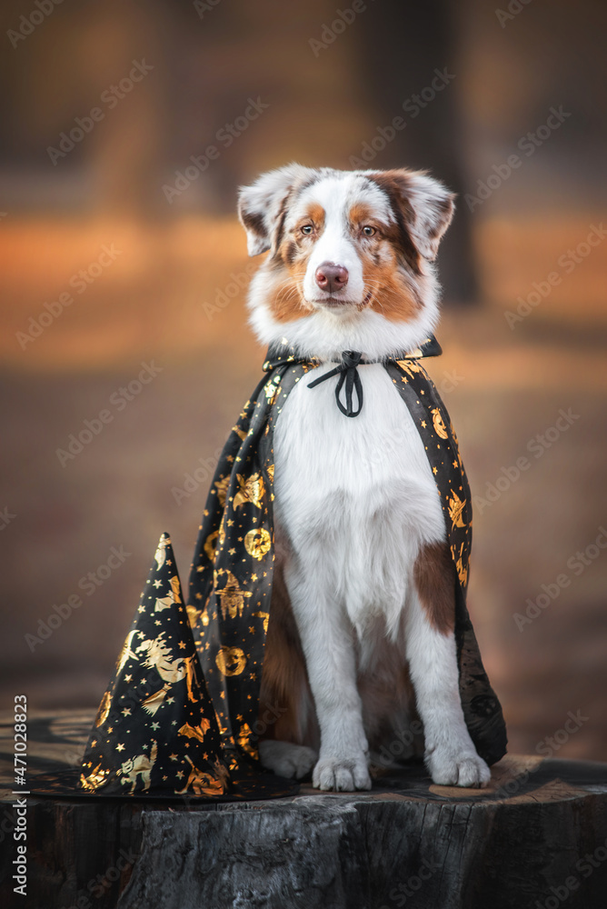 Black merle australian shepherd hotsell