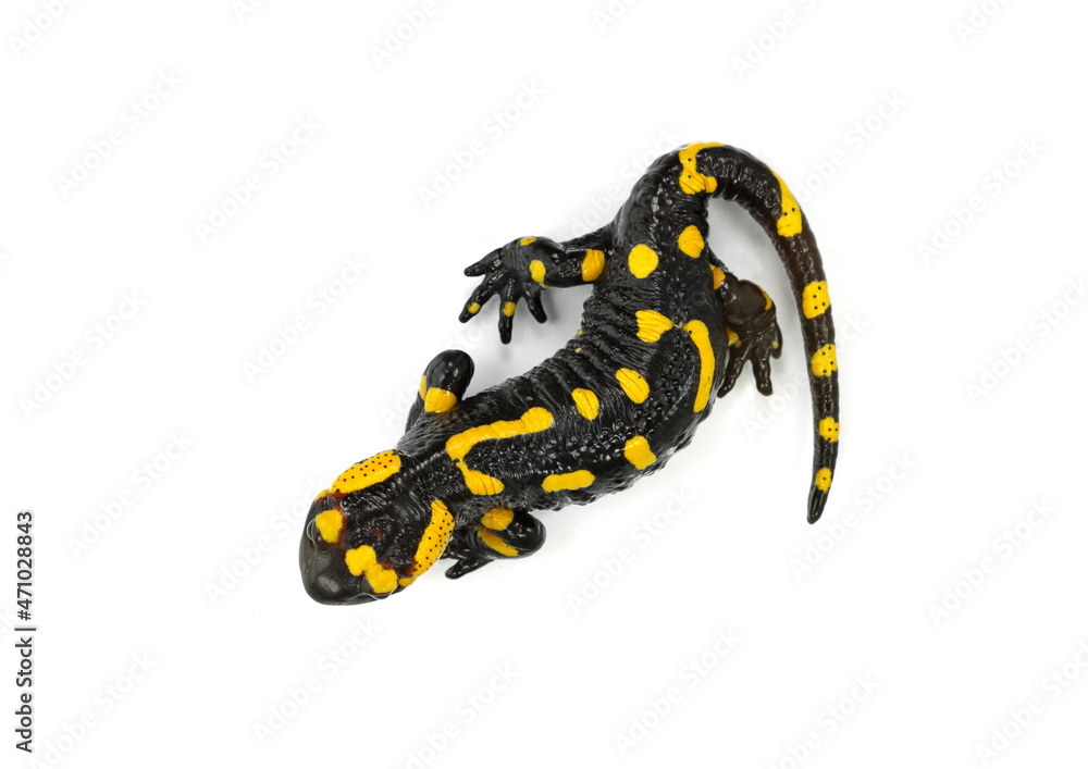 The fire salamander isolated on white background The fire salamander isolated on white background