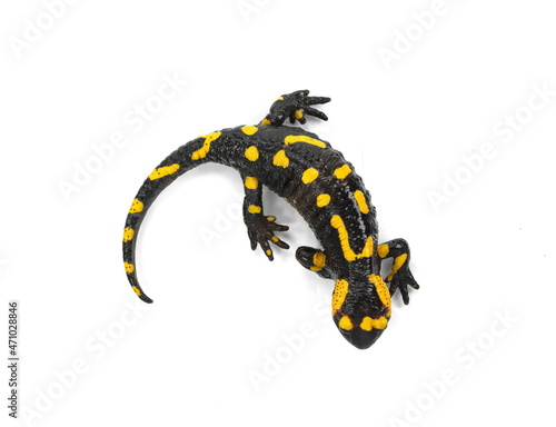 Fotografie The fire salamander isolated on white background