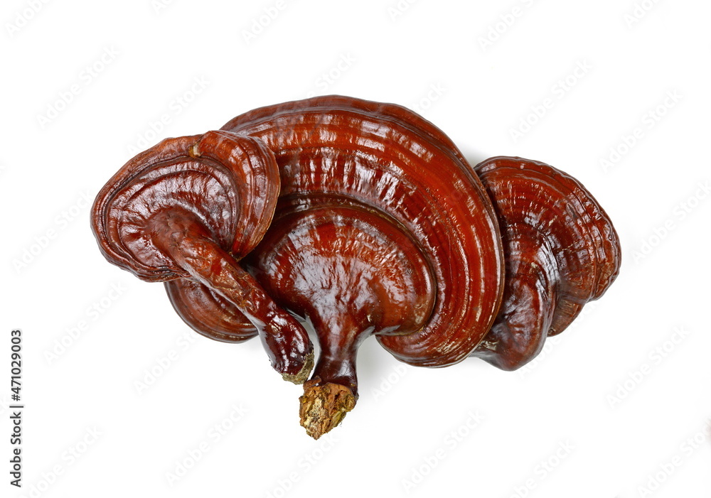Ganoderma lucidum isolated on white background. Lingzhi mushroom.Also