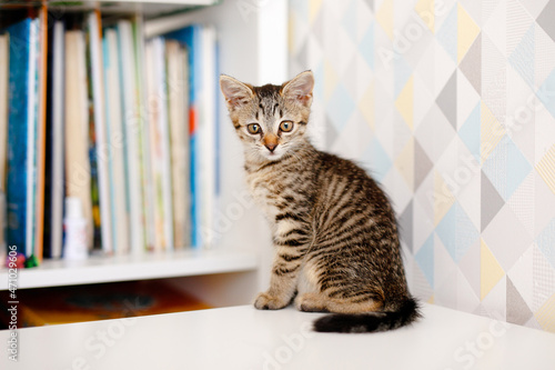 A little striped kitten sits on a white table near a rack of books. Home comforts
