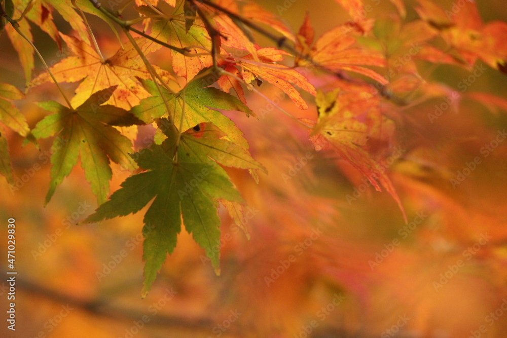 紅葉とモミジ SDGs地球環境と自然!秋イメージ 紅葉とモミジ SDGs地球環境と自然!秋イメージ