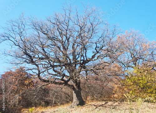 Old oak. Candid.
