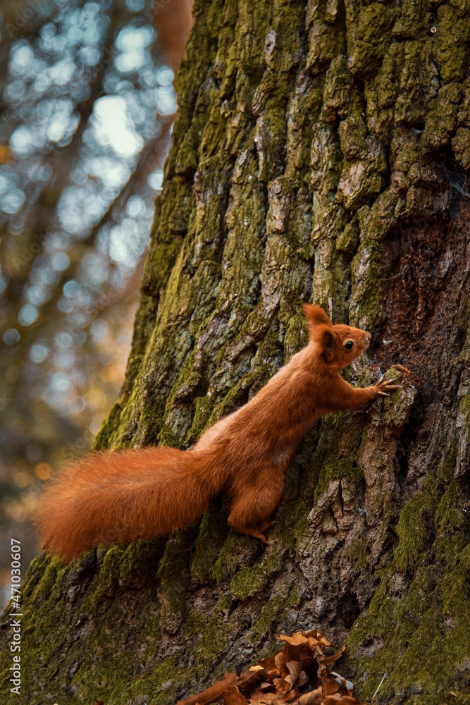 Obraz premium squirrel on a tree