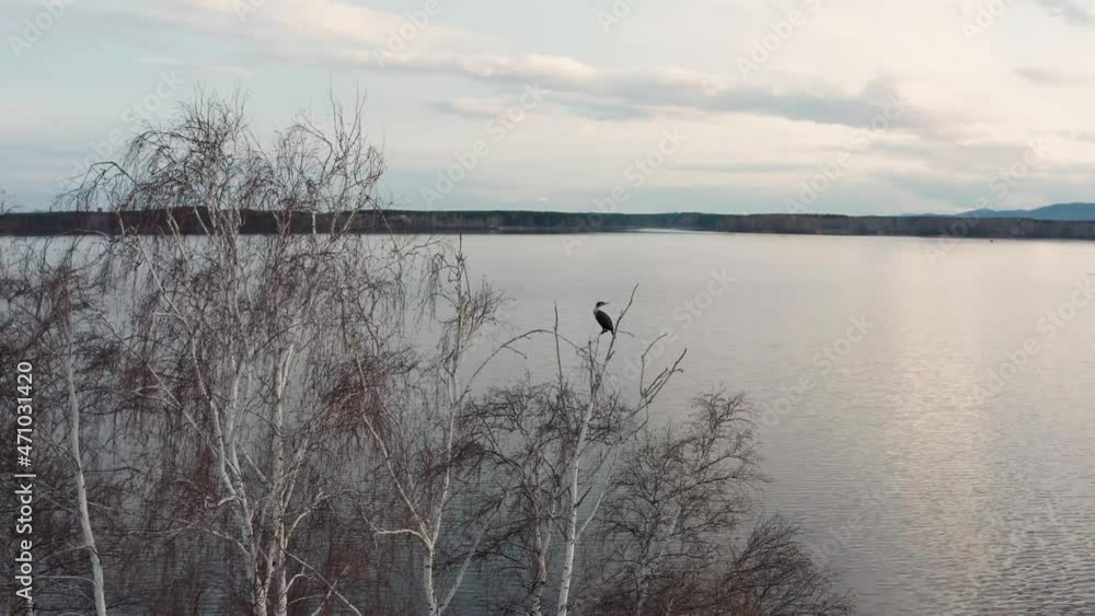 Aerial view of birds on a tree on an island in the center of the lake Aerial view of birds on a tree on an island in the center of the lake