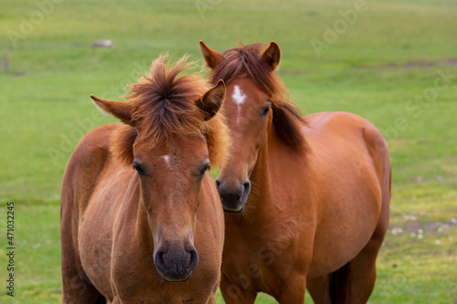 two wild horses side by side in their natural environment, (Turkish  Yılkı Atları ) © kenan