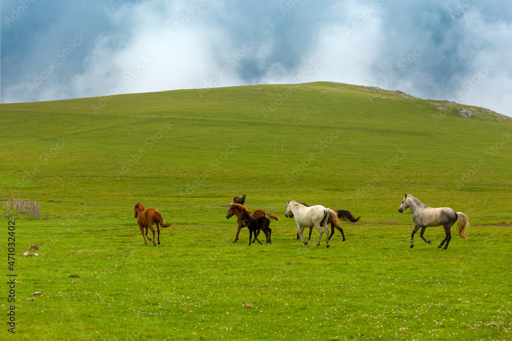 Wild horses ( Turkish; Yılkı Atları ) Giresun City, Turkey