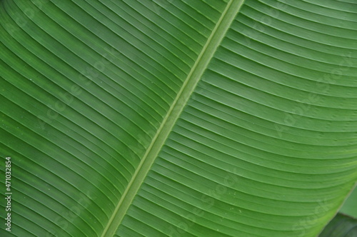closup of banana leaf