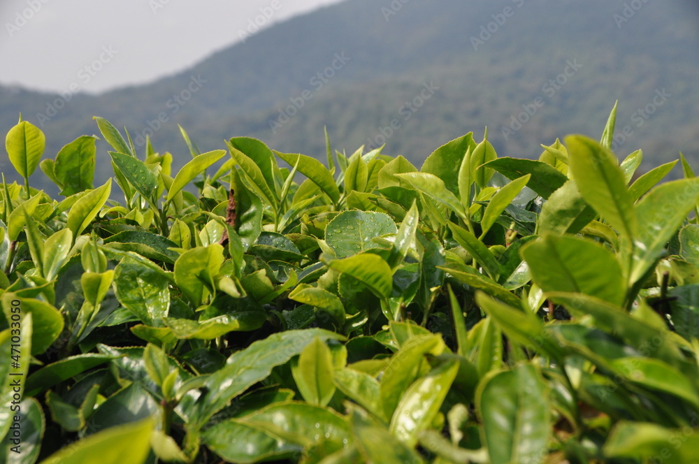 closeeup of tea leaves closeeup of tea leaves