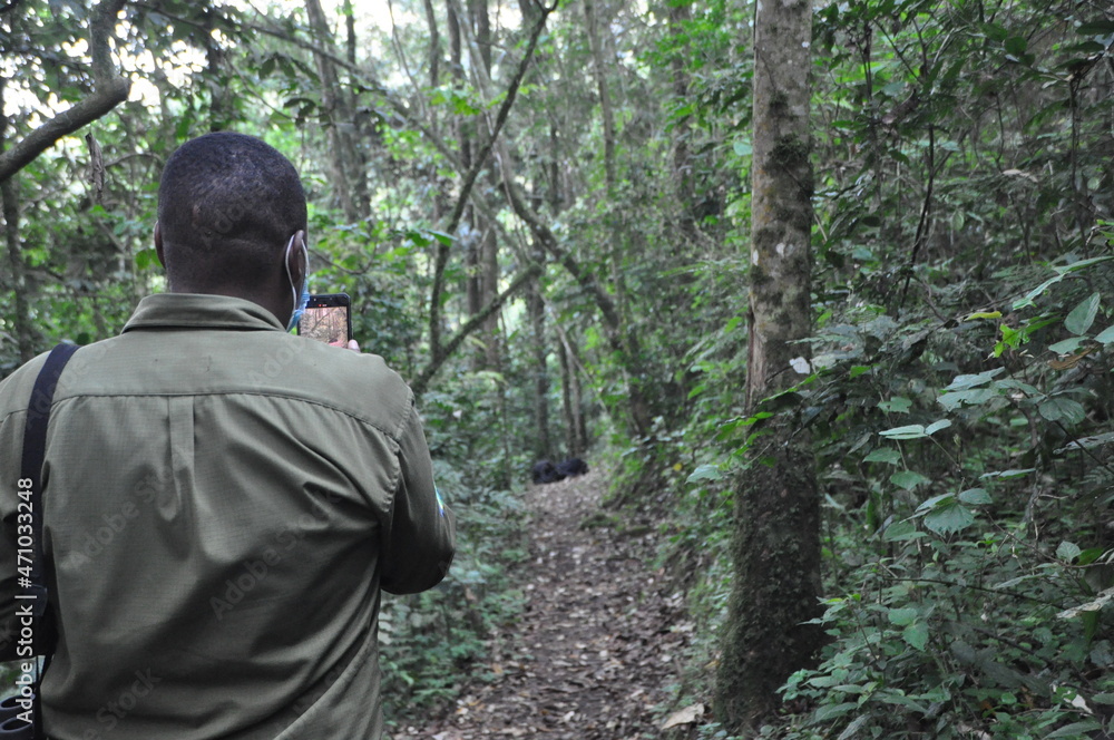 game warden watching chimpansees game warden watching chimpansees