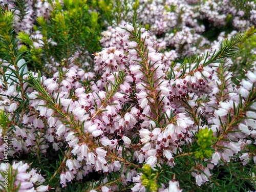 Fotografie Erica x darleyensis 'Ghost Hills'