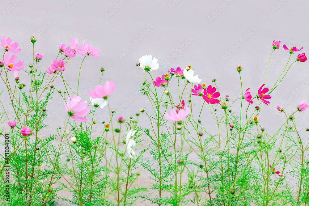 The cosmos flower. Beautiful cosmos flowers on a blurry pastel background. Side view, selective focus.